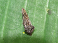 Gonodonta fernandezi