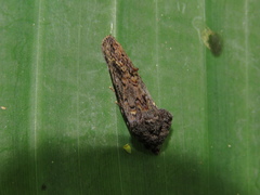 Gonodonta fernandezi