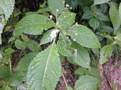 Impatiens harae