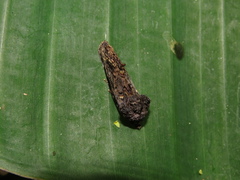 Gonodonta fernandezi