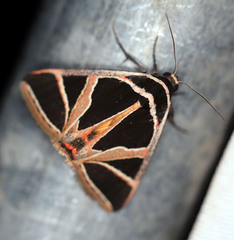 Xenogenes gloriosa
