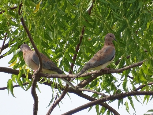Laughing Dove