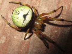 Bijoaraneus