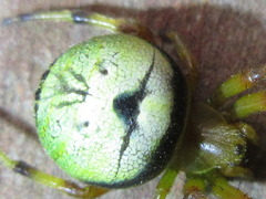 Bijoaraneus