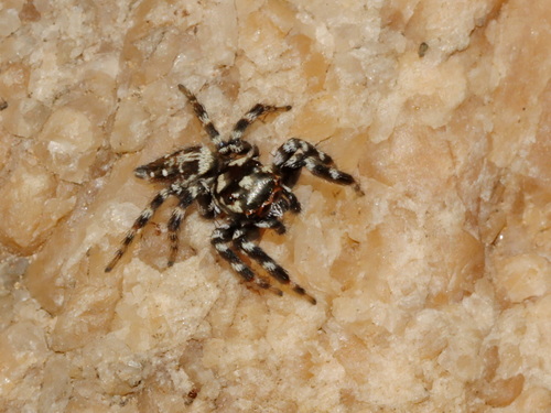 Photo of Four-dotted Grass Spider (Burmattus albopunctatus)