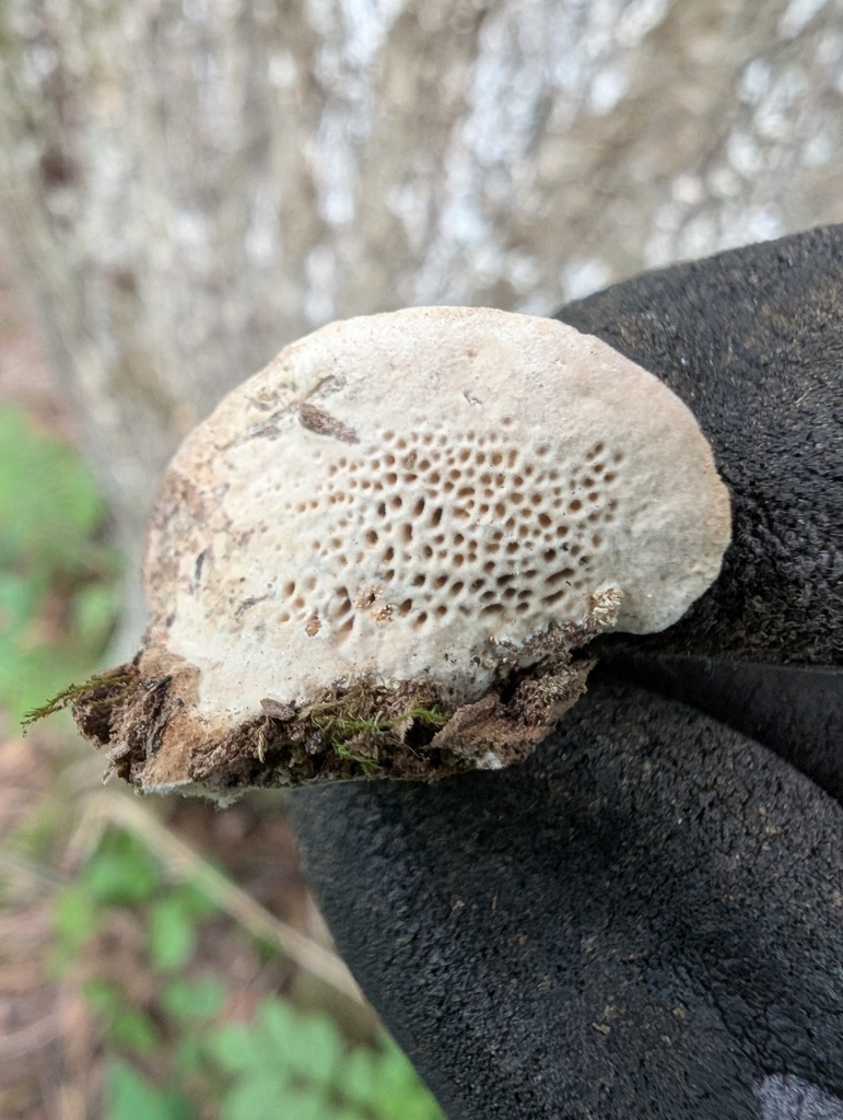 Fomitopsis dickinsii · August 2025 · photo: © atsushi_nakajima_cirque (iNaturalist, cc-by)