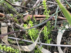 Lateristachys lateralis