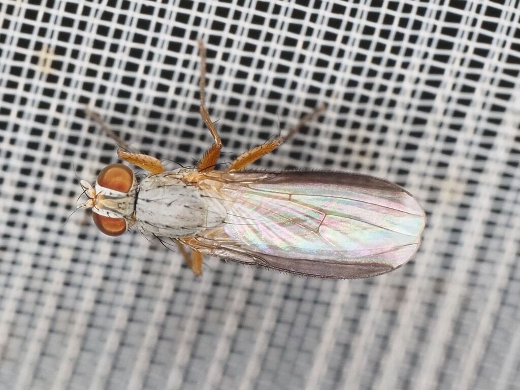 Orchisia costata