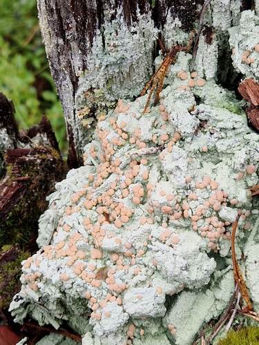 Candy Lichen