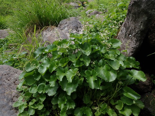 Saxifraga japonica iNat (2)