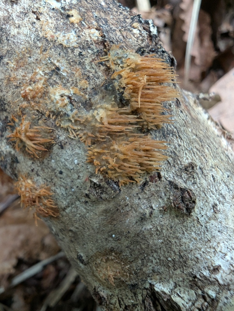 Radulomyces copelandii · August 2025 · photo: © atsushi_nakajima_cirque (iNaturalist, cc-by)