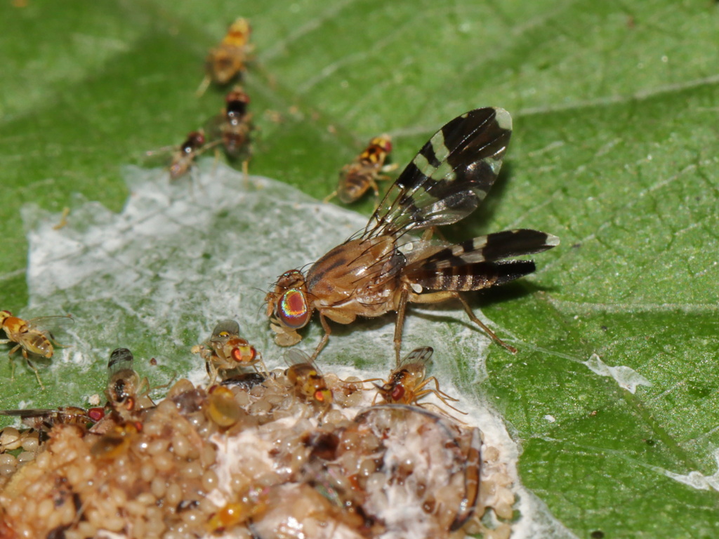 Euphranta lemniscata