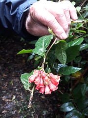Cestrum fasciculatum