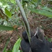 ササホウショウビョウキン