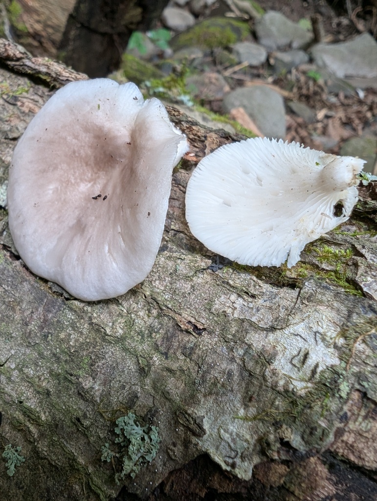 Pleurotus pulmonarius