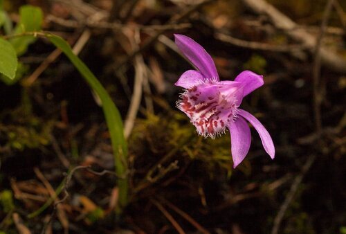 Pleione bulbocodioides, 2015-06-09