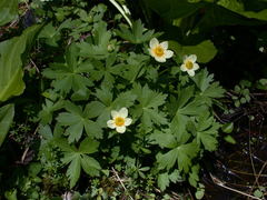 Trollius laxus laxus