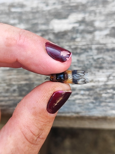 Pellucid Hover Fly photo 3
