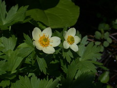 Trollius laxus laxus