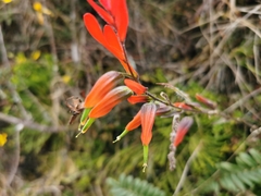 Castilleja integrifolia