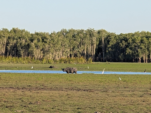 Swamp Buffalo