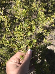 Kunzea leptospermoides