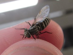 Pseudotabanus distinctus
