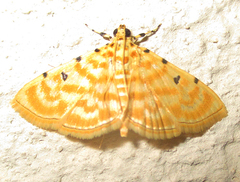 Notarcha quaternalis