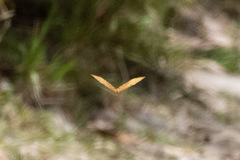 Morpho rhodopteron