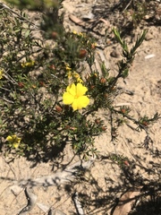 Hibbertia fasciculata