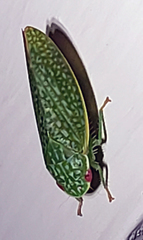 Rugosana