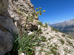 Bupleurum petraeum, photograph (c) Fabien Anthelme, some rights reserved (CC BY-SA)