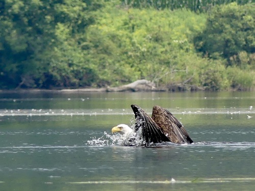 Bald Eagle photographed in New Hampshire