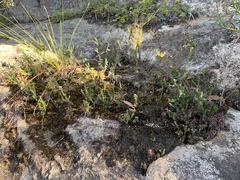 Epacris reclinata