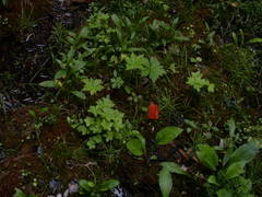 Trollius laxus laxus
