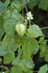 Cardiospermum grandiflorum