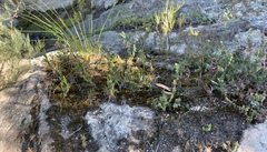 Epacris reclinata