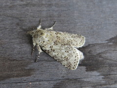 Rifargia cassandra