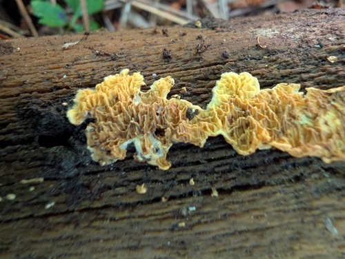 キシワタケ