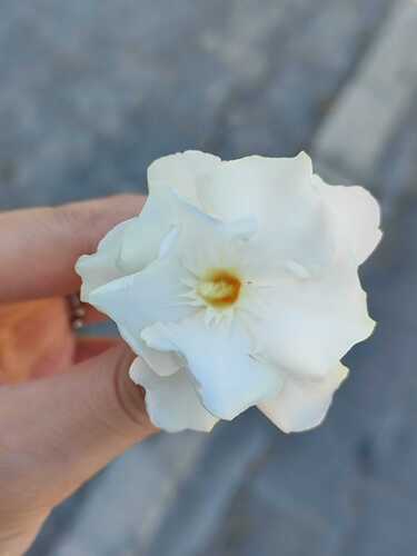 oleander