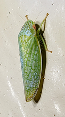Rugosana