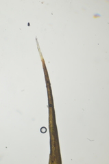 Campylopus atrovirens
