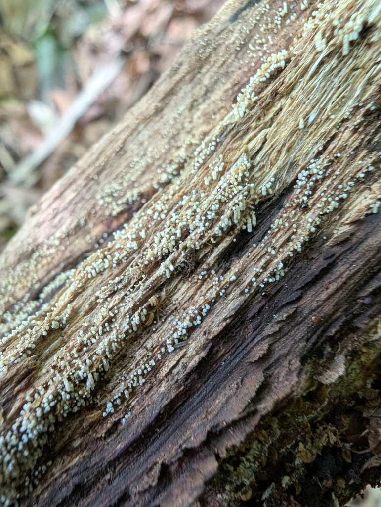 Henningsomyces candidus · August 2025 · photo: © atsushi_nakajima_cirque (iNaturalist, cc-by)