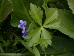 Trollius laxus laxus