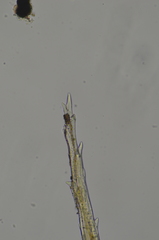 Campylopus atrovirens