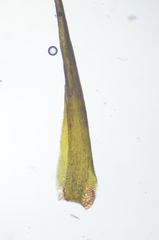 Campylopus atrovirens