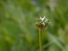 Trollius laxus laxus