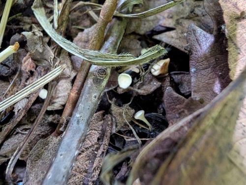 Hymenoscyphus fraxineus