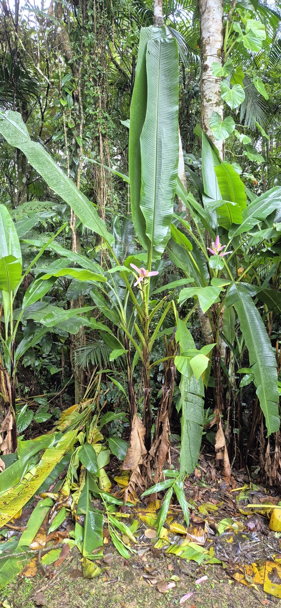Musa ornata