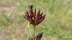 Bloodroot (Haemodorum simplex)